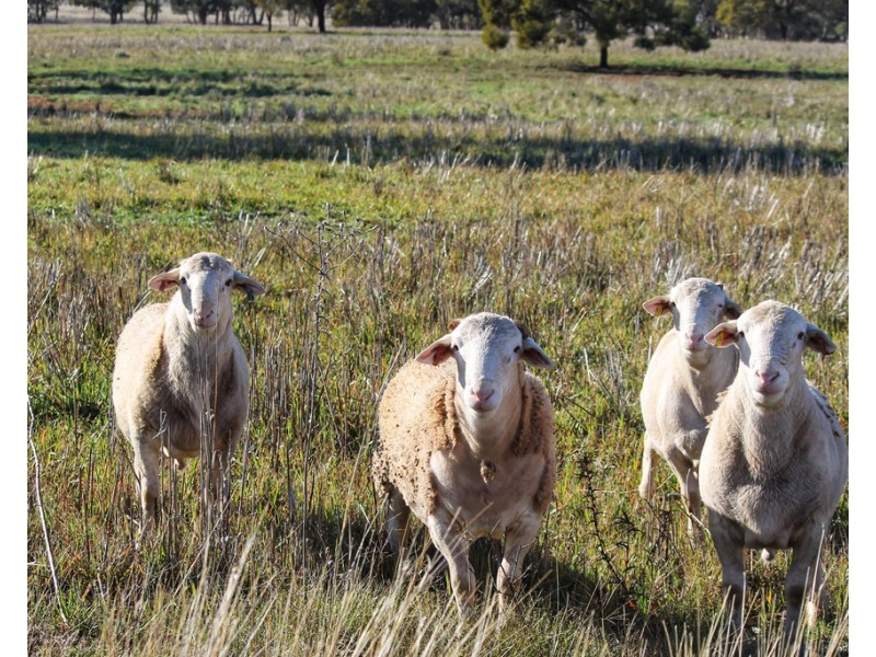 Tullinga 3276 Palesthan Road, Condobolin NSW 2877