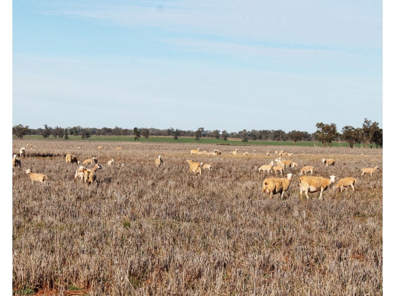 Tullinga 3276 Palesthan Road, Condobolin NSW 2877