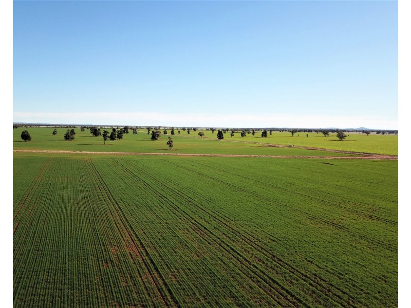 Tullinga 3276 Palesthan Road, Condobolin NSW 2877