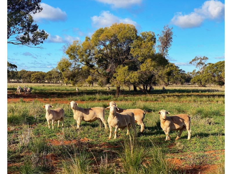 Tullinga 3276 Palesthan Road, Condobolin NSW 2877