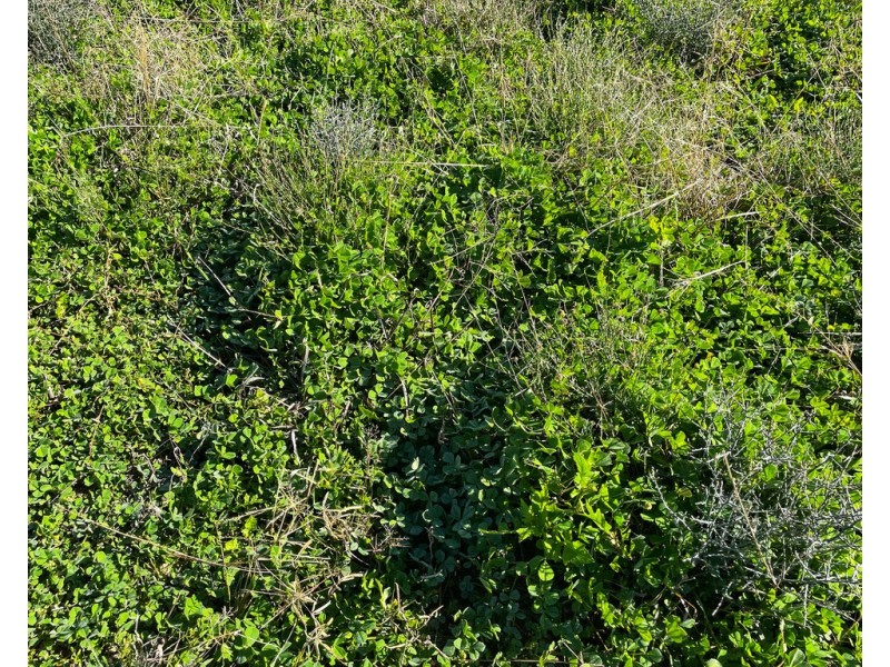 Tullinga 3276 Palesthan Road, Condobolin NSW 2877