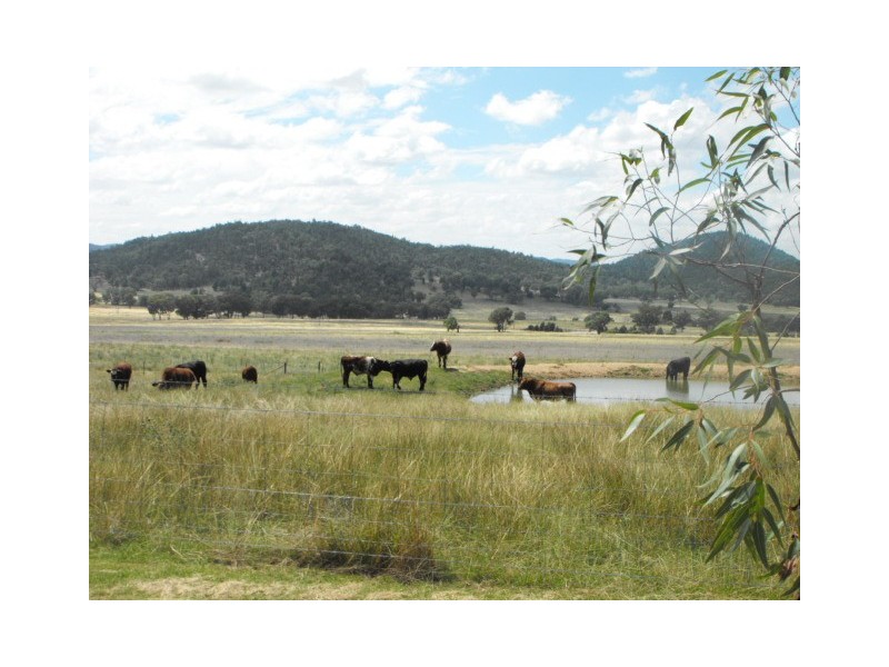 1135  Mackeys Creek Road, Eugowra NSW 2806
