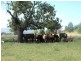 1135  Mackeys Creek Road, Eugowra NSW 2806