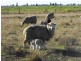 305 Belah Road ‘Garrawilla’, Forbes NSW 2871