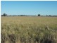 305 Belah Road ‘Garrawilla’, Forbes NSW 2871