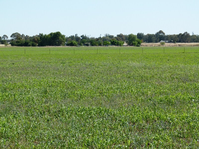 Part Lot 32 River Rd, Forbes NSW 2871