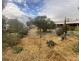 5093 Newell Highway, Peak Hill NSW 2869