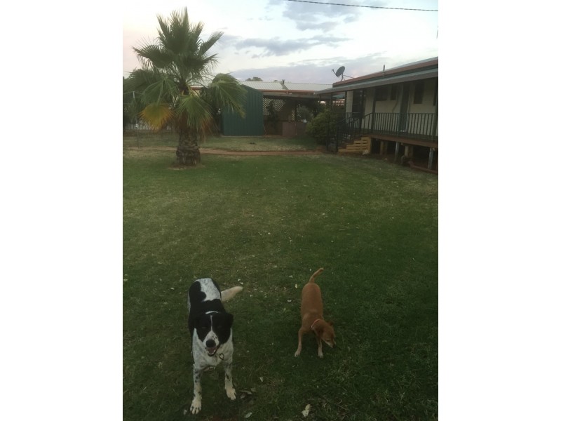 123 Railway Parade, Peak Hill NSW 2869