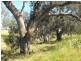 Lot 52 Nash Street, Parkes NSW 2870