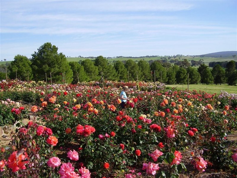 ‘Sunnyside’  2836 Scenic road, Wirrimah NSW 2803