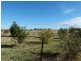 LOT 2 Calarie Rd., Forbes NSW 2871