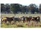 “Peppertree” Hillview Lane, Eugowra NSW 2806