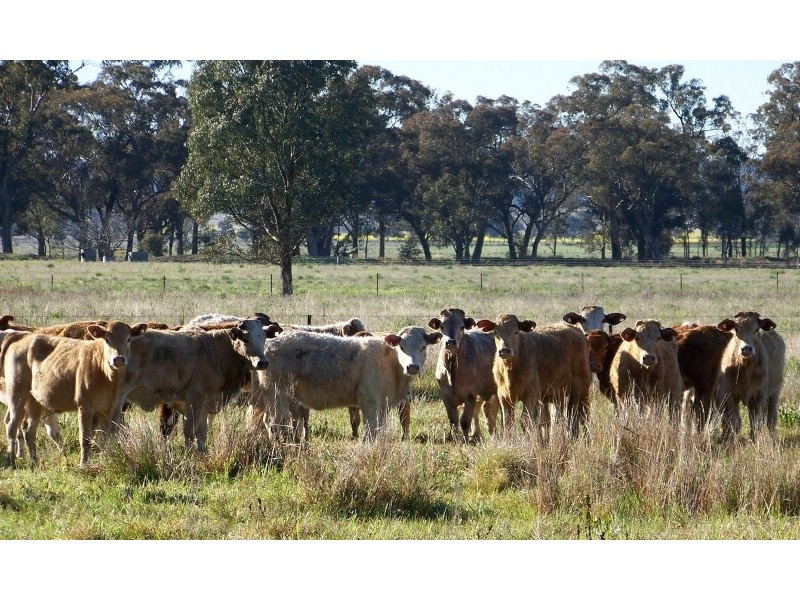 “Peppertree” Hillview Lane, Eugowra NSW 2806