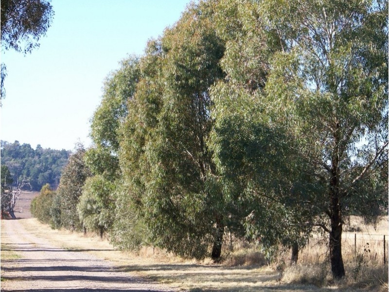 “Peppertree” Hillview Lane, Eugowra NSW 2806