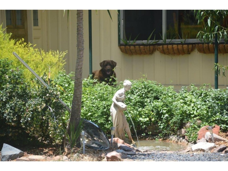 703 Cooka Hills Road, Cookamidgera NSW 2870