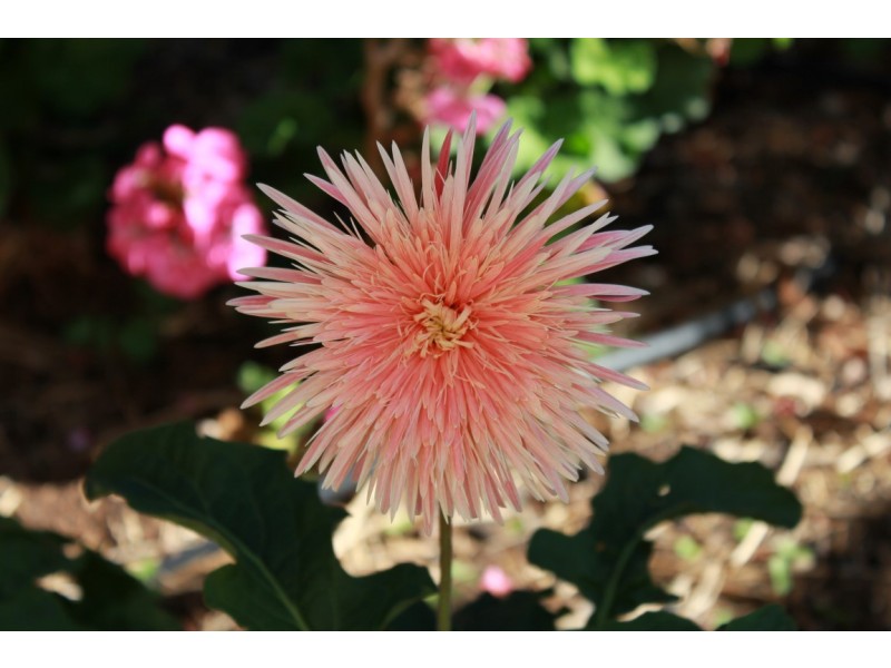 90 Euchie Street, Peak Hill NSW 2869