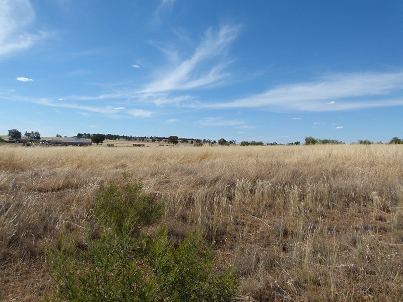 1 Nancye Place, Forbes NSW 2871