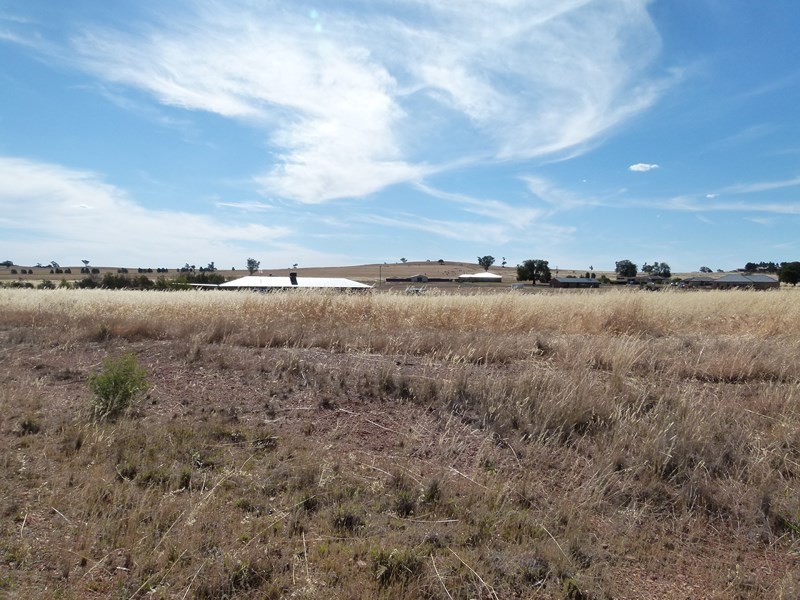 1 Nancye Place, Forbes NSW 2871