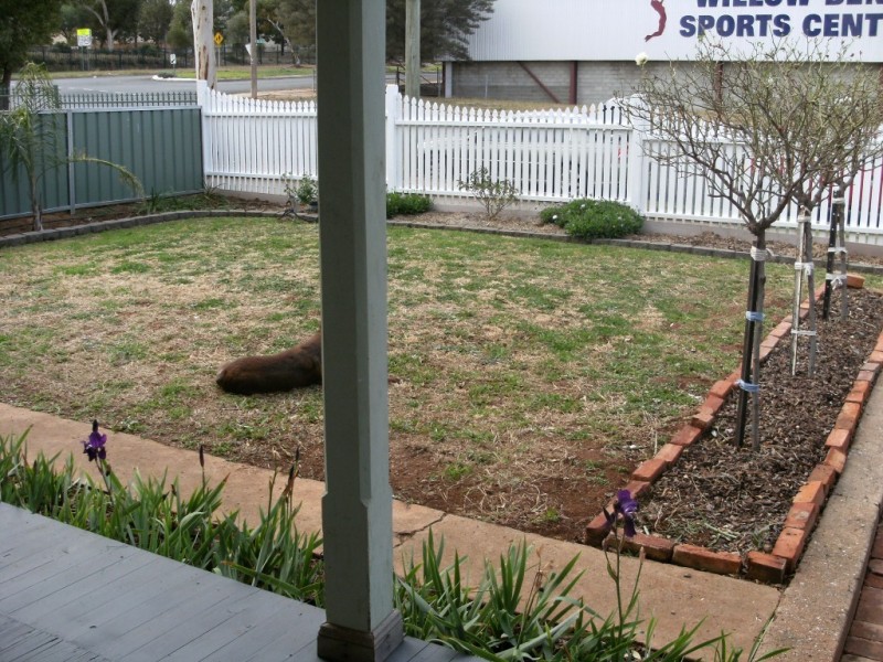 50 William Street, Condobolin NSW 2877