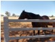 Lot 1 Condobolin Road, Parkes NSW 2870