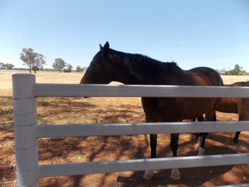 Lot 1 Condobolin Road, Parkes NSW 2870