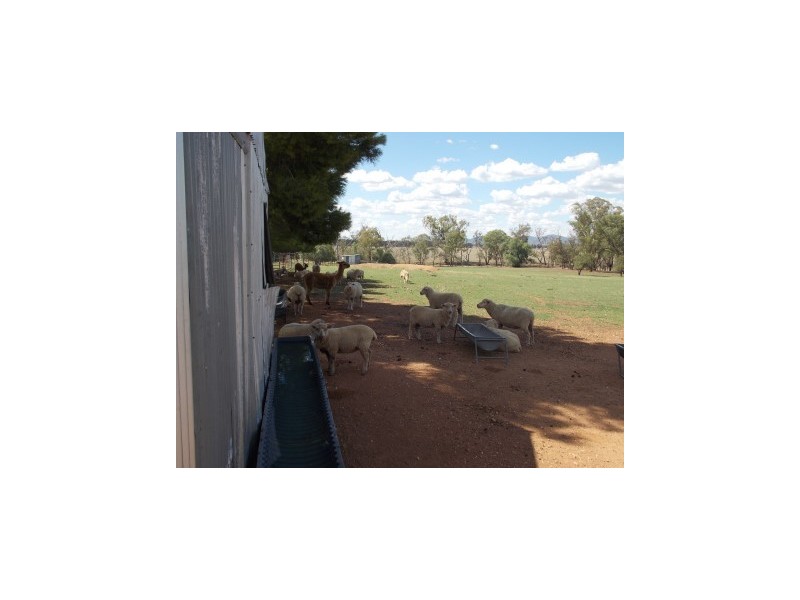 Burrill Banks 37 Kentucky Lane, Alectown NSW 2870