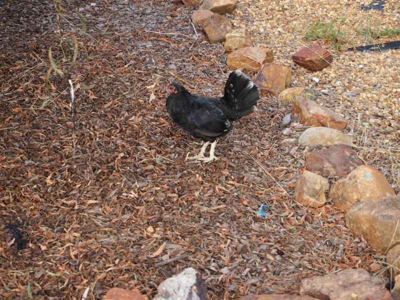 1 Joshroddan, Peak Hill NSW 2869