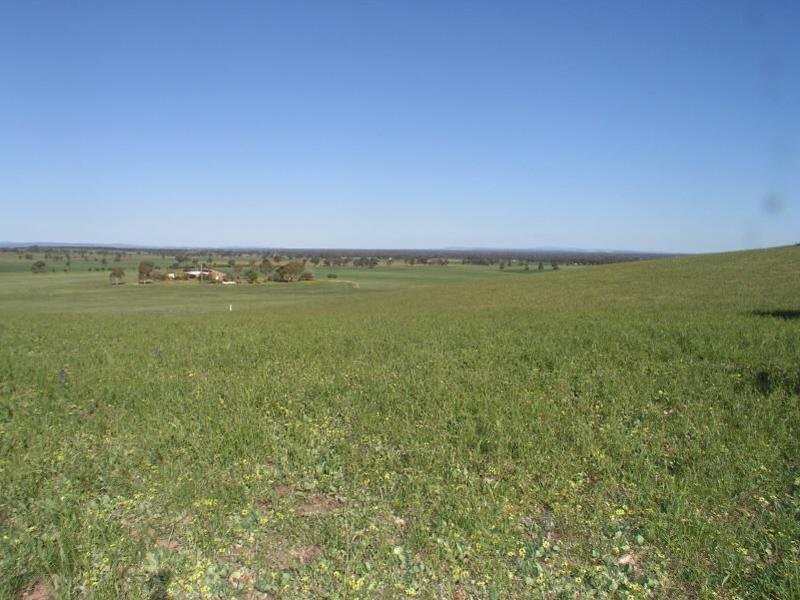 . Calarie Road, Forbes NSW 2871