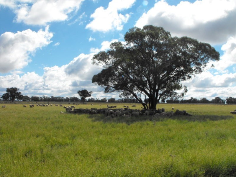 80 Blackstock Hill Road, Peak Hill NSW 2869