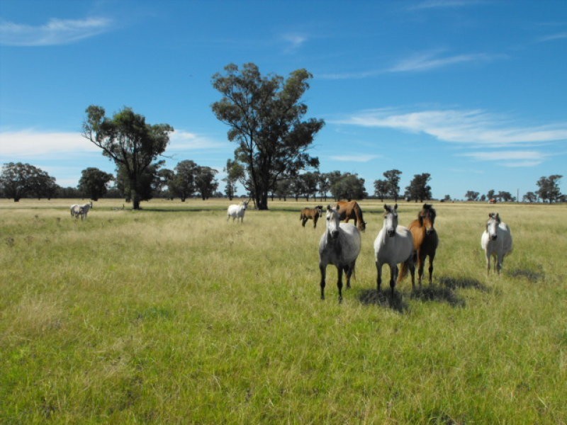 80 Blackstock Hill Road, Peak Hill NSW 2869