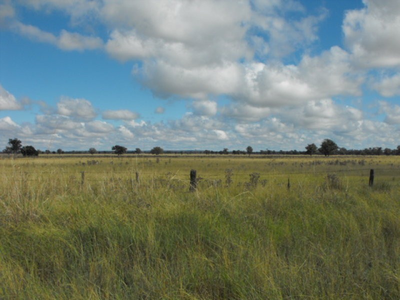 80 Blackstock Hill Road, Peak Hill NSW 2869