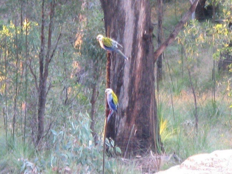 Lot 5/594-598 German Church Road, Redland Bay QLD 4165