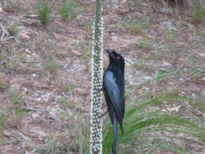 Lot 3/594 German Church Road, Redland Bay QLD 4165