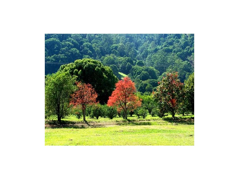 397 Gungas Road, Nimbin NSW 2480