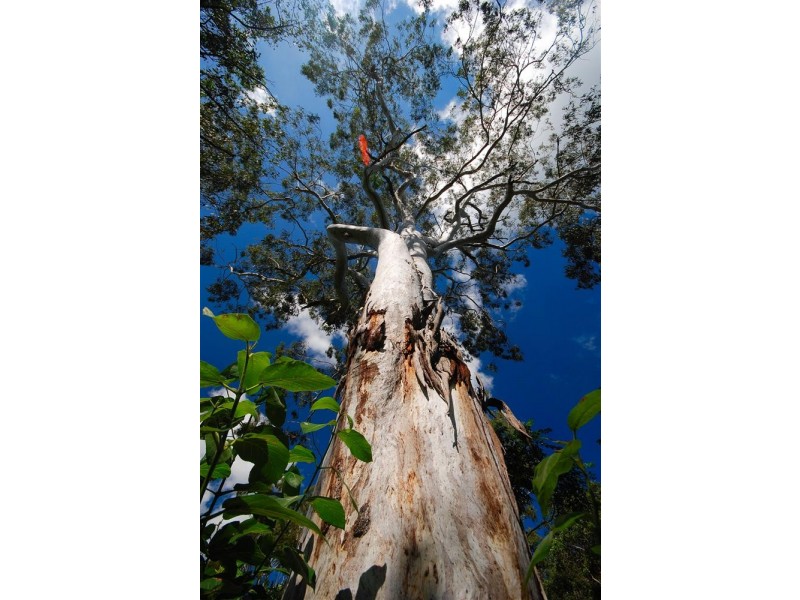 117  William-Smith Drive, Speewah, Kuranda QLD 4881