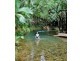 Lot 236 Turpentine Road, Daintree, Cairns QLD 4870