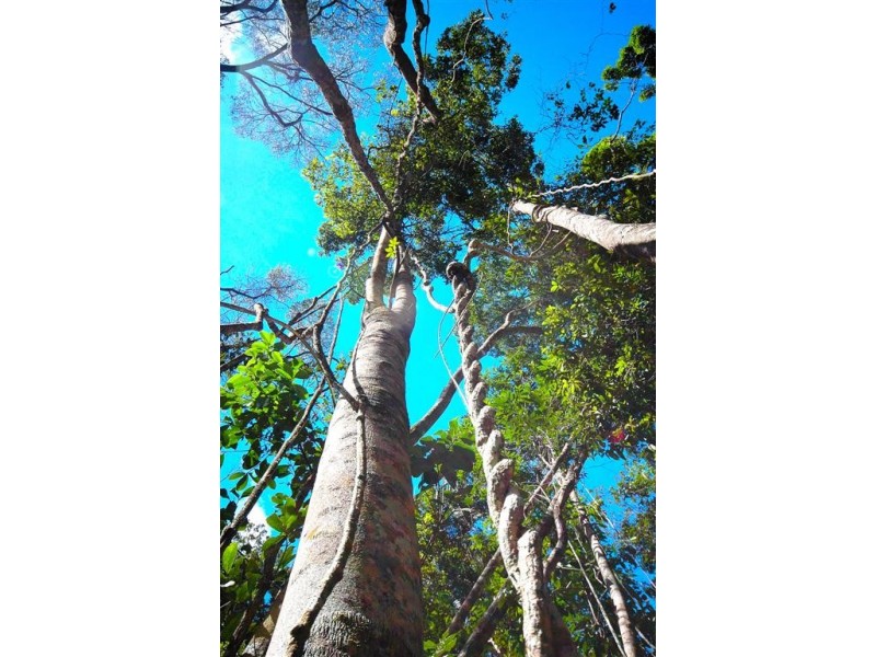 Lot 4 Green Possum Ridge, Kuranda QLD 4881