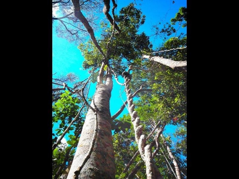 Lot 2, 269 Myola-Oakforest Road, Kuranda QLD 4881