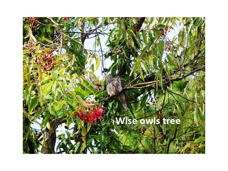 358 Cobaki Road, Cobaki NSW 2486