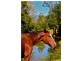 1192 Numinbah Road, Chillingham NSW 2484