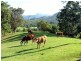 1192 Numinbah Road, Murwillumbah NSW 2484