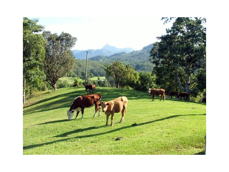 1192 Numinbah Road, Murwillumbah NSW 2484