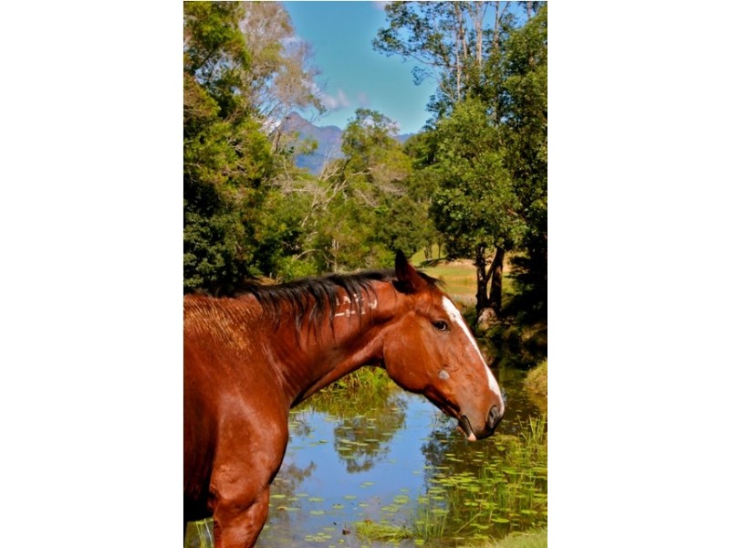 1192 Numinbah Road, Murwillumbah NSW 2484