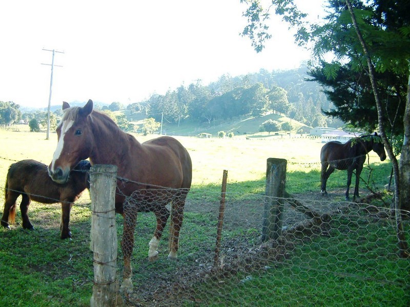 14 Pinetree Place, Piggabeen NSW 2486