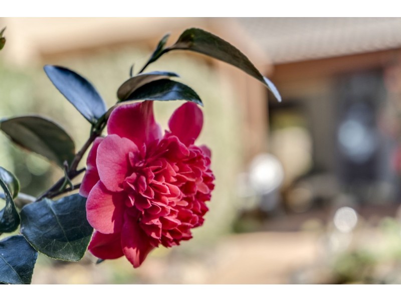 5/21 Hargrave Street, Scullin ACT 2614