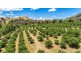 1173 Wallaroo Road, Wallaroo NSW 2618