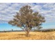 Lot 2, 51 Brooklands Road, Wallaroo NSW 2618
