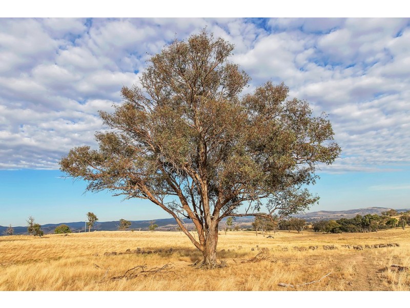 Lot 2, 51 Brooklands Road, Wallaroo NSW 2618