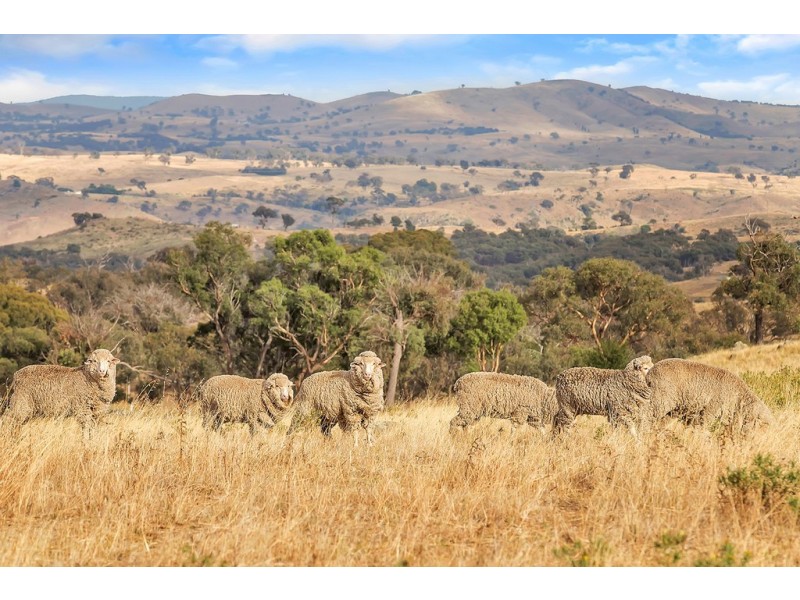 Lot 2, 51 Brooklands Road, Wallaroo NSW 2618