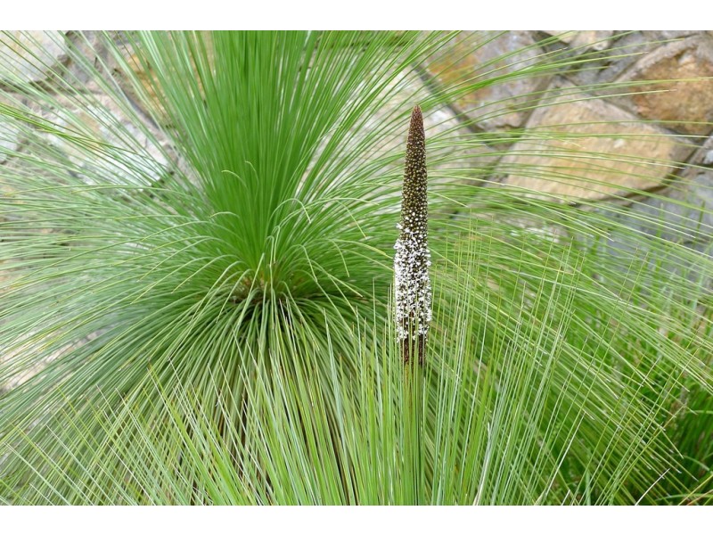 5 Leane Street, Hughes ACT 2605